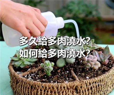 兜多肉澆水|如何讓你的兜多肉陽光燦爛：完美護理指南 – 植物盆栽綠寶典